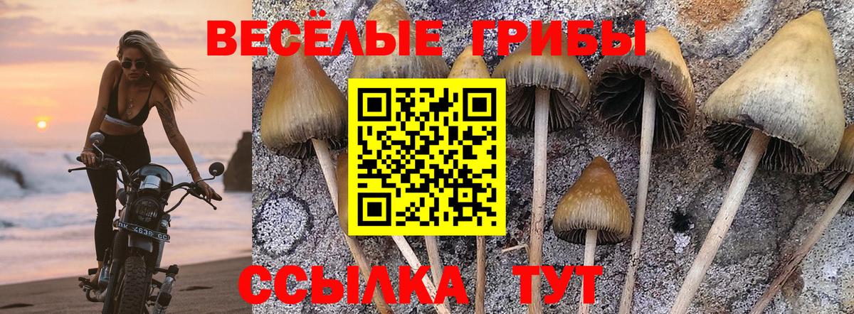 Новосибирск  магазин продажи   Вход с VPN  Псилоцибиновые грибы MAGIC MUSHROOMS 